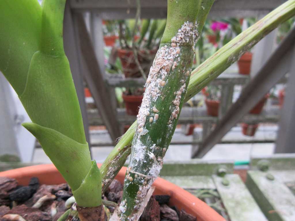 Plant scale infestation